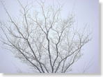 Snowfall Tree 02